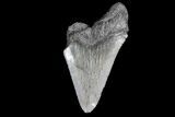 Partial, Fossil Megalodon Tooth #89039-1